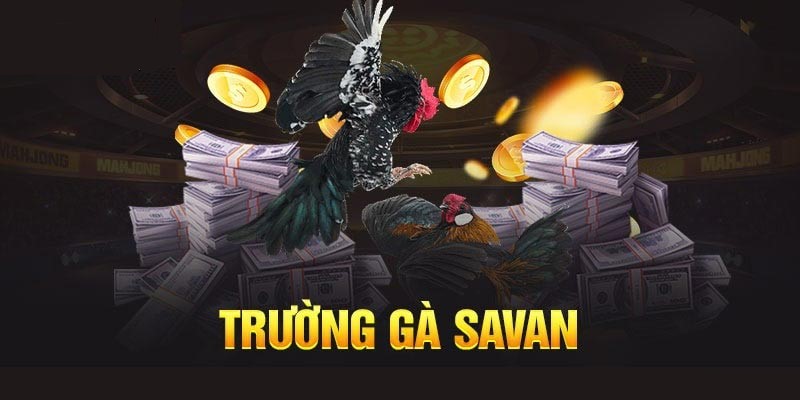 Tại sao trường gà Savan Lào lại được yêu thích đến vậy?