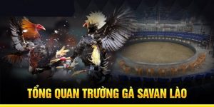 Trường Gà Savan Lào - Sân Chơi Đá Gà Đỉnh Cao Hàng Đầu